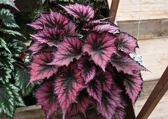B. ‘Tsujigahana’